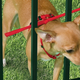 Illustration for article titled Everything You Need To Completely and Utterly Humiliate Your Pet